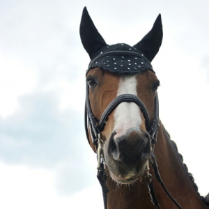 如何才算得上一匹適合你的馬？