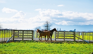 賽馬中新，緣起新西蘭華人賽馬會(huì)