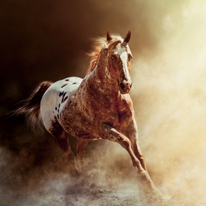 蹄落塵揚(yáng)，奔向何方