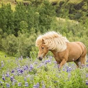 魯冰花開(kāi)，自在有馬