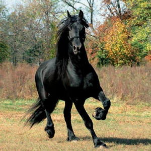 二十余年，黑馬戀……