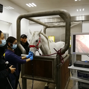 關(guān)于馬匹胃潰瘍大家知道的有多少？