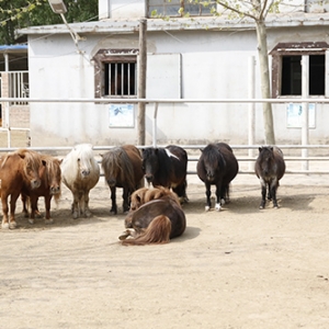 伴侶動物真的可以改變我們的生活嗎？