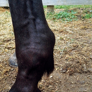 如何應(yīng)對馬匹的肌腱損傷？