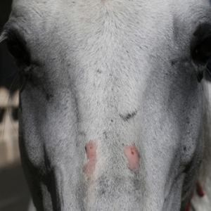 為什么馬的被毛會變白？