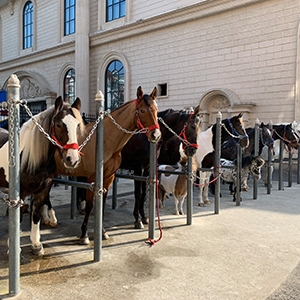 如何做好馬場防疫工作？