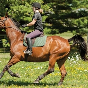 當(dāng)你的馬“沒(méi)剎車”時(shí)，該怎么辦？